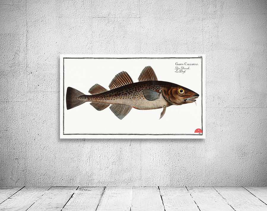 Dorsh Gadus Callarias Wall Preview