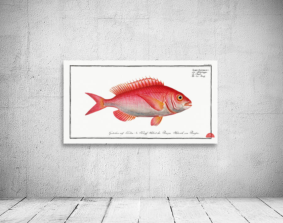 Sea-Roach Sparus Erythrinus Wall Preview