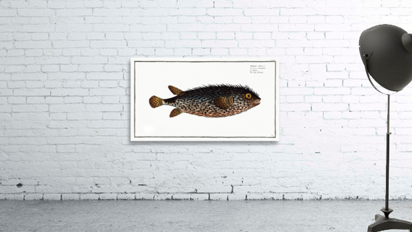 Long Diodon Diodon Atinga Wall Preview