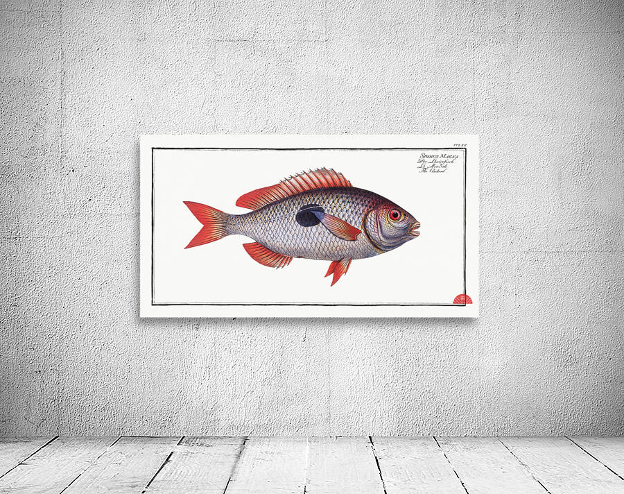 Cackerel Sparus Maena Wall Preview