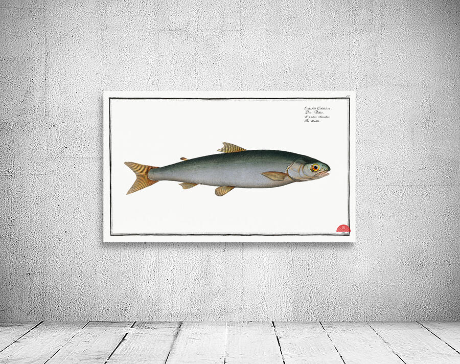 Umble Salmo Umbla Wall Preview