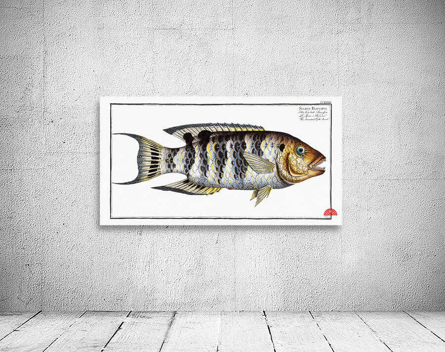 Streaked Gilt-head Sparus Fasciatus Wall Preview