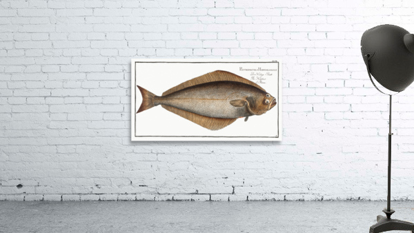 Holybut Pleuronectes Hippoglossus Wall Preview