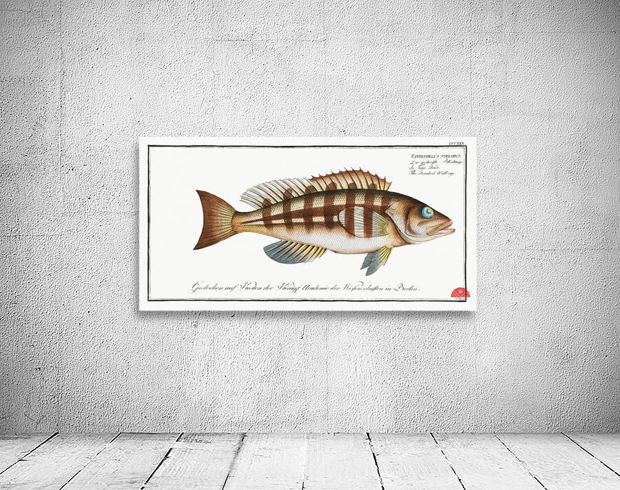 Streaked Wall-eye Epinephelus striatus Wall Preview