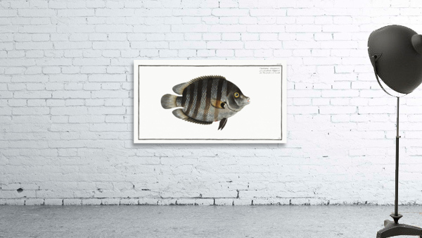 Chaetodon suratensis Wall Preview