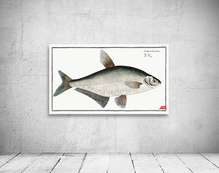 Baller-Carp Cyprinus Ballerus Wall Preview