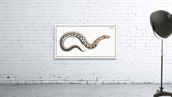 Muraena Ophis Wall Preview