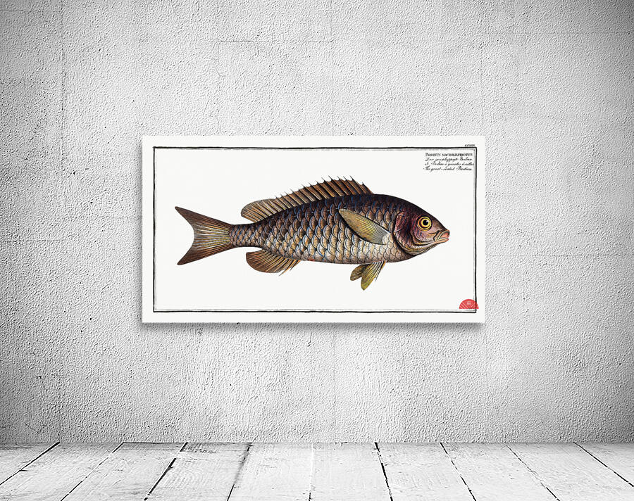 Great-scaled Bodian Bodianus macrolepidotus Wall Preview