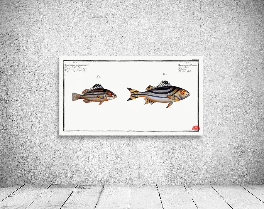 1. Slave-fish Holocentrus Servus 2. Four-striped Holocentre Holocentrus quadrilineatus Wall Preview