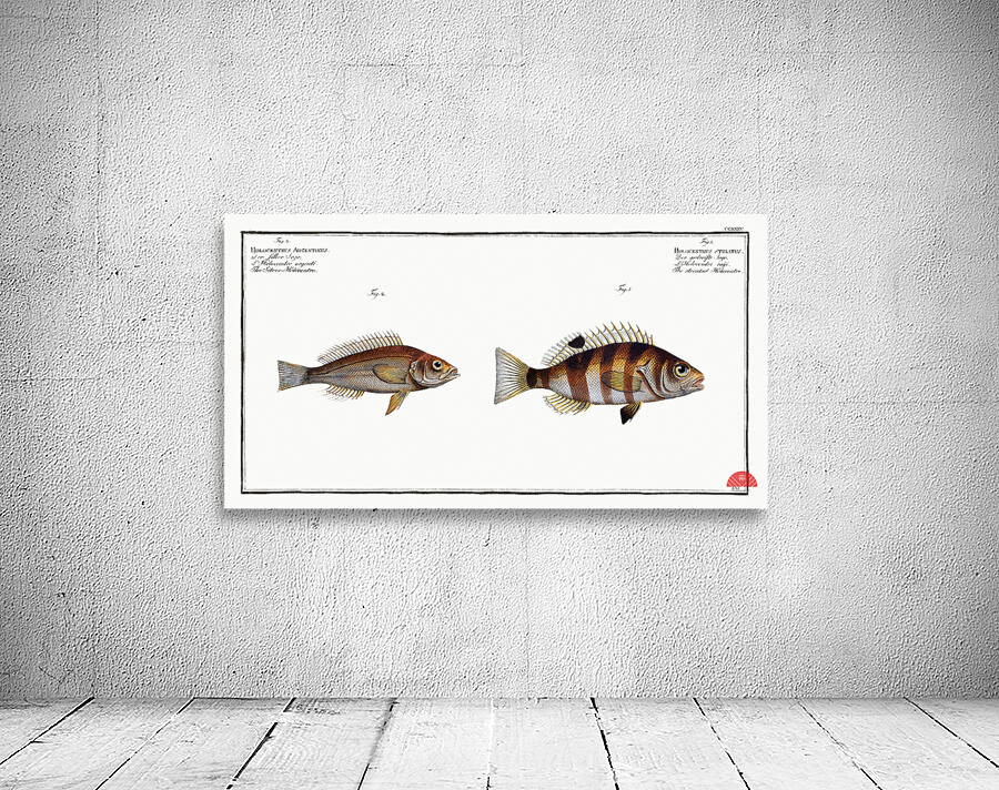 1. Streaked Holocentre Hoocentrus striatus 2. Silver-Holocentre Holocentrus Argentinus Wall Preview