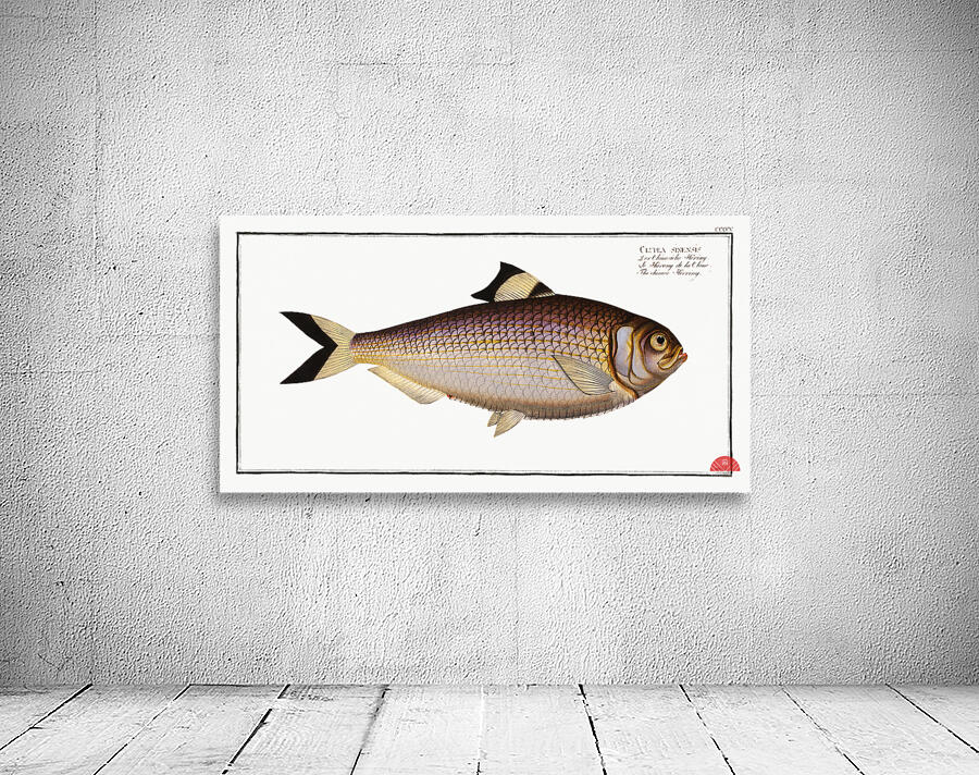 Chinese Herring Clupea sinensis Wall Preview