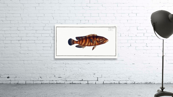 Boenack Bodianus Boenack Wall Preview