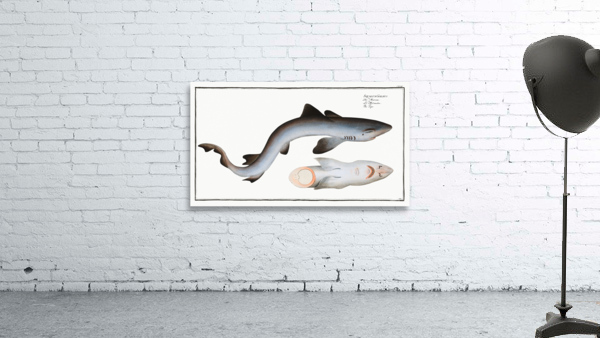 Tope or Pope Squalus Galeus Wall Preview