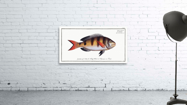 Annular Gilt-head Sparus annularis Wall Preview