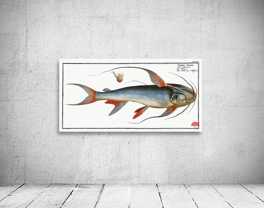 Saltwater Katfish Silurus Bagre Wall Preview