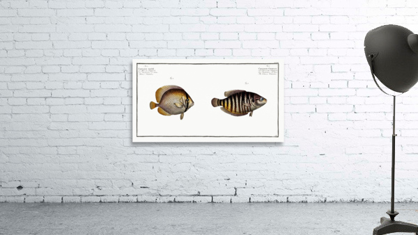 1. Chinese Chetodon Chaetodon Chinensis 2. Kleins Chetodon Chaetodon Kleinii Wall Preview