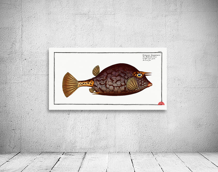 Cuckold-fish Ostracion Quadricornis Wall Preview