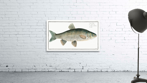 Chub Cyprinus Jeses Wall Preview