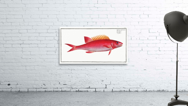 Jaguar Bodianus pentacanthus Wall Preview