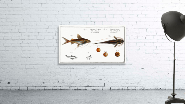 1. Longbearded Silurus Clarias 2. Crack-Belly Silurus Ascita Wall Preview