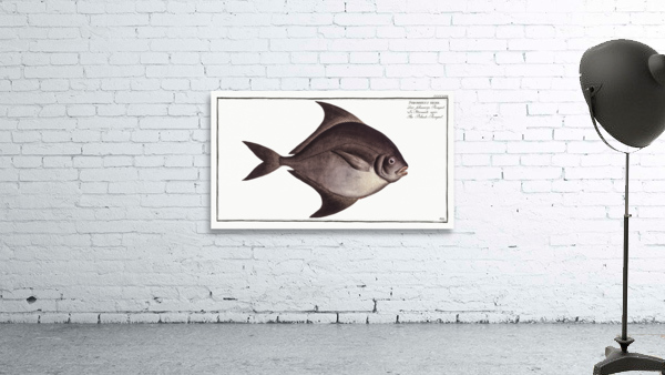 Black-Pampel Stromateus niger Wall Preview