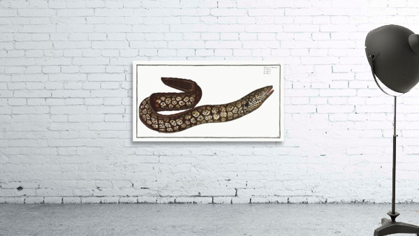 Murane Muraena Helena Wall Preview