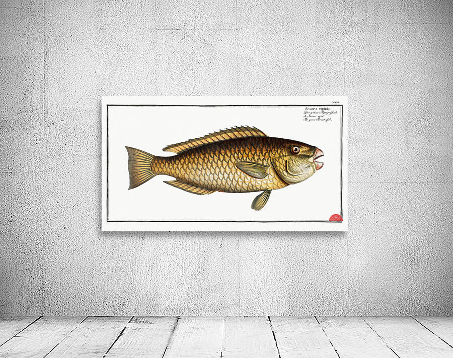 Green Parrot-fish Scarus viridis Wall Preview