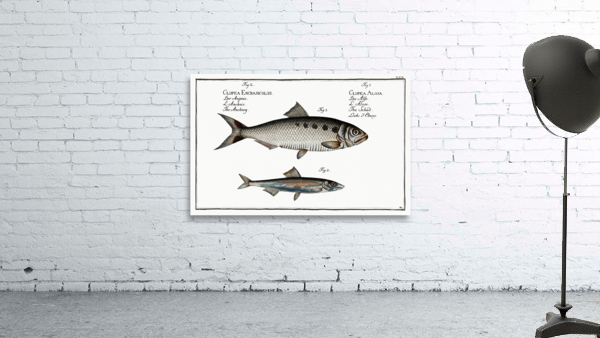 1. Schad Clupea Alosa 2. Anchovy Clupea Encrasicolus Wall Preview