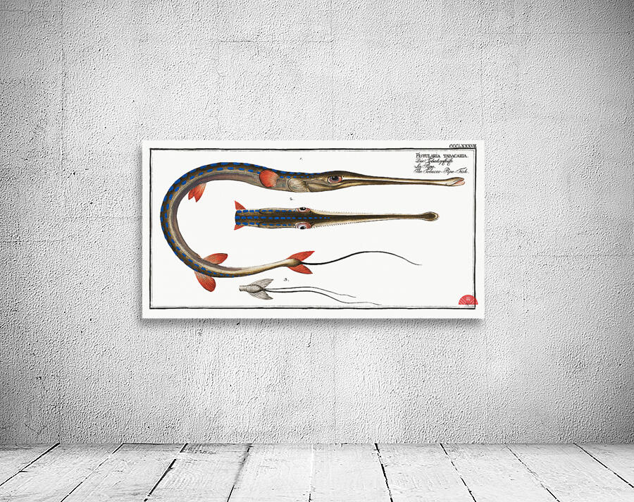 Tobacco-Pipe-Fish Fistularia tabacaria Wall Preview