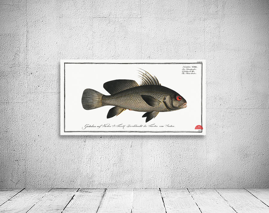 Black-Umber Sciaena nigra Wall Preview