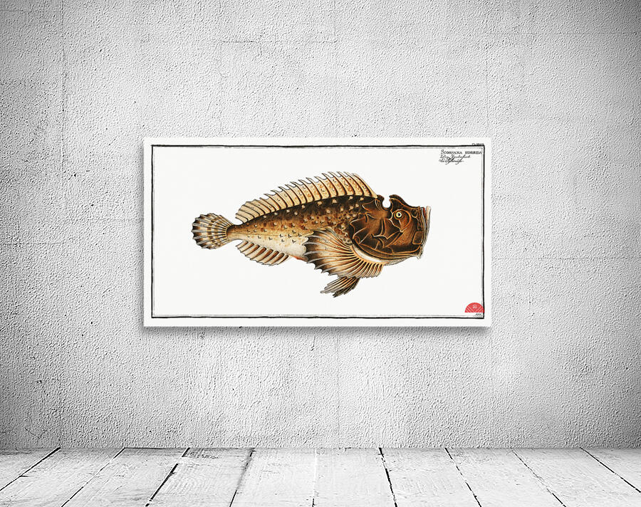 Scorpaena horrida Wall Preview