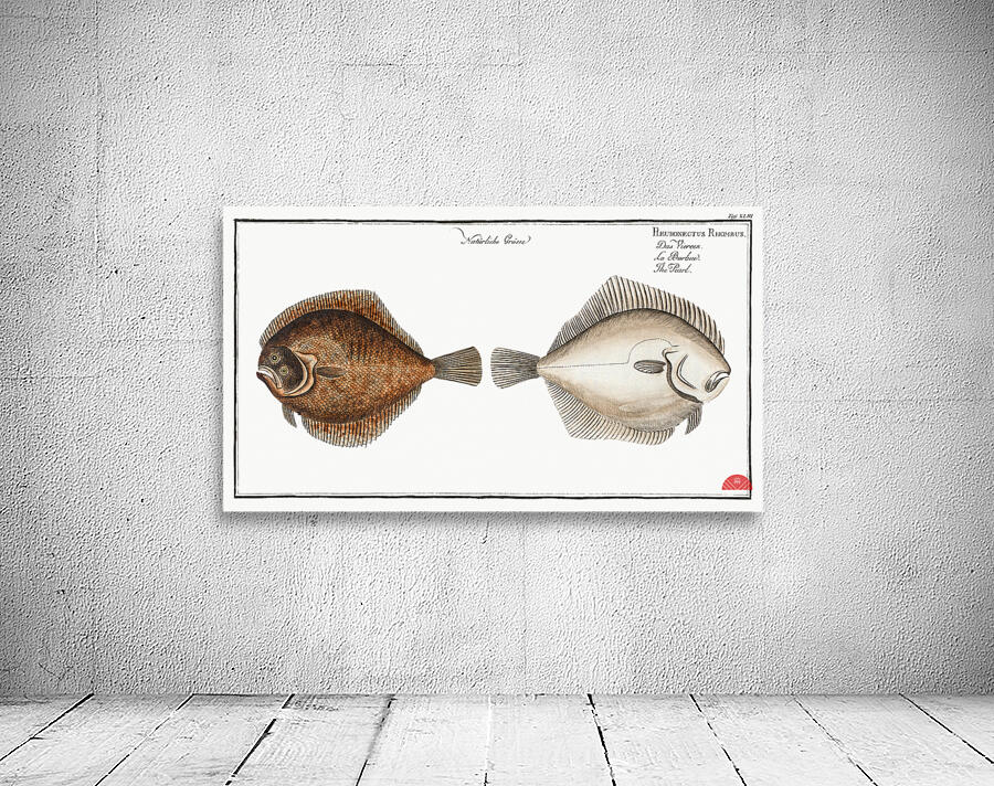 Pearl Pleuronectes Rhombus Wall Preview