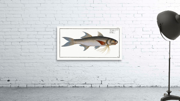 Kalamin Polynemus plebeius Wall Preview