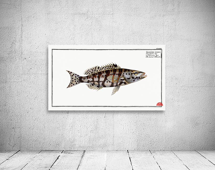 Checkred Holocentre Holocentrus tigrinus Wall Preview