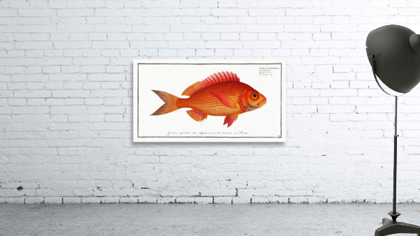 Goggle-eye Sparus macrophthalmus Wall Preview