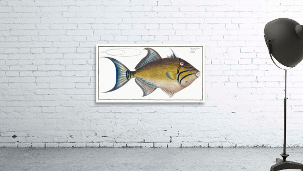 Old-Wife Balistes Vetula Wall Preview