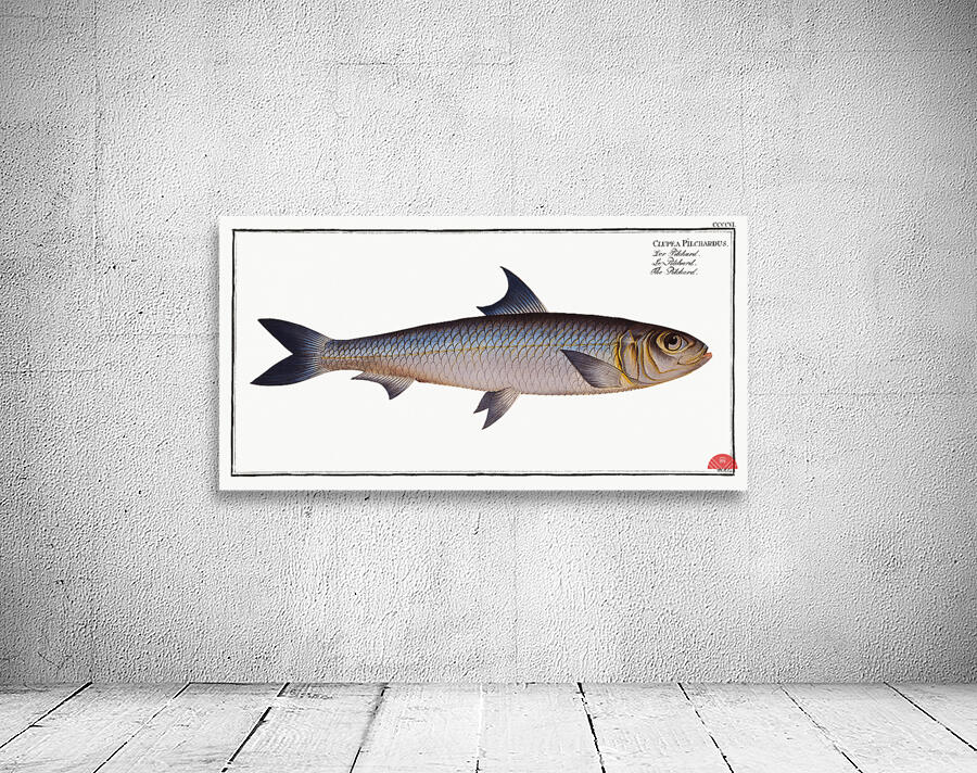 Pilchard Clupea Pilchardus Wall Preview