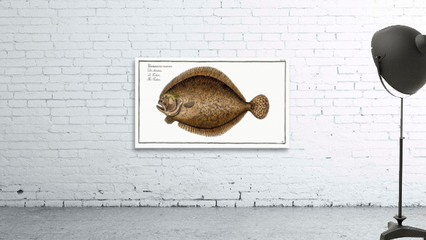 Turbot Pleuronectes maximus Wall Preview