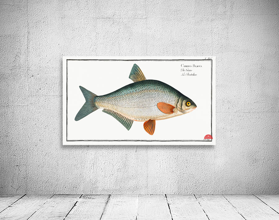 Blicca Cyprinus Blicca Wall Preview