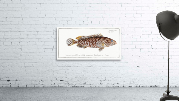 Merra Epinephelus Merra Wall Preview
