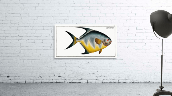 Chaetodon rhomboides Wall Preview