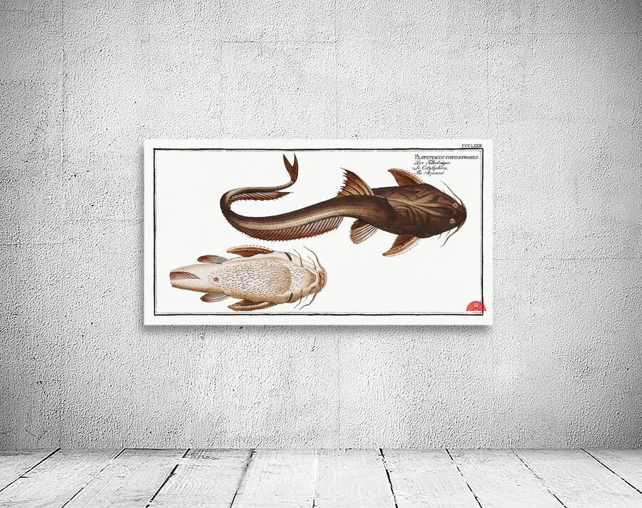 Aspread Platystacus cotylephorus Wall Preview