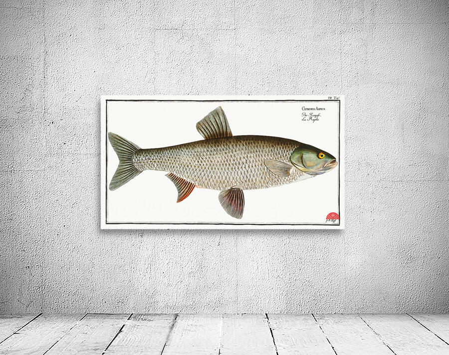 Aspius Cyprinus Aspius Wall Preview