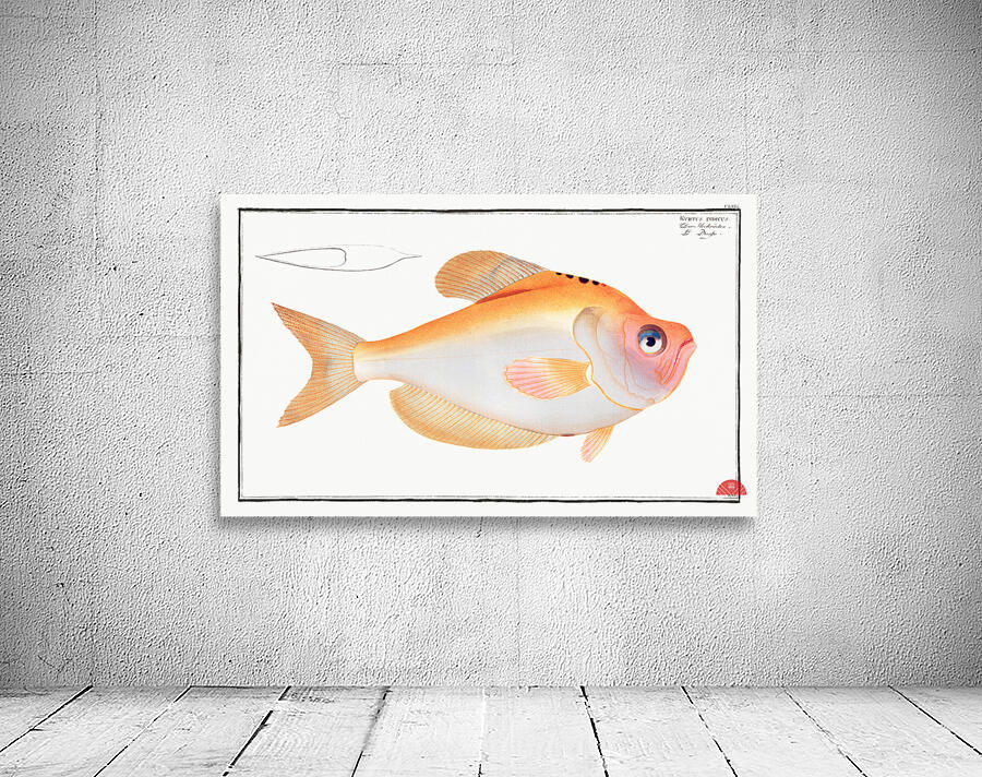 Kyrtus indicus Wall Preview