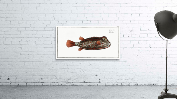 Nose-Trunk Ostracion Nasus Wall Preview