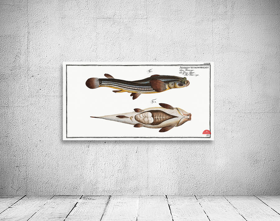 Four-eye Anableps tetrophthalmus Wall Preview