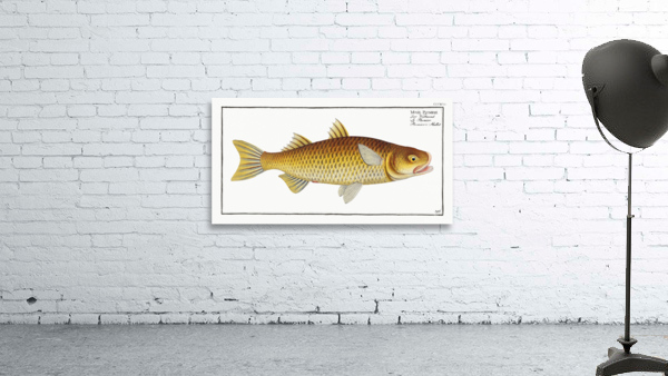 Plumiers Mullet Mugil Plumeri Wall Preview