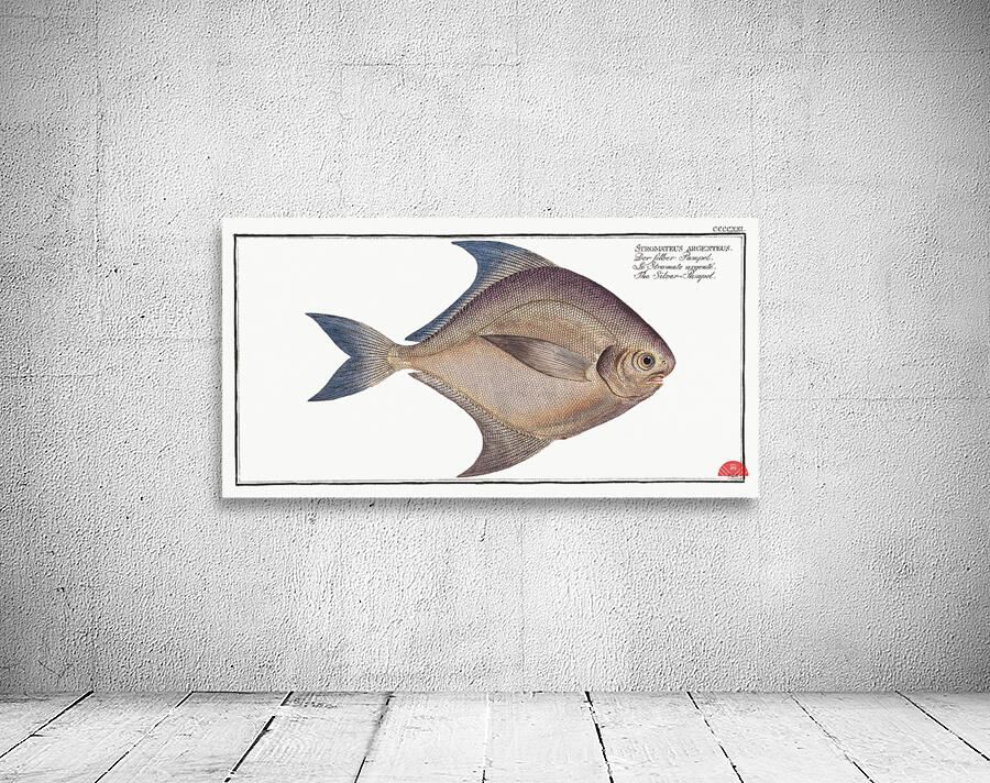 Silver-Pampel Stromateus argenteus Wall Preview