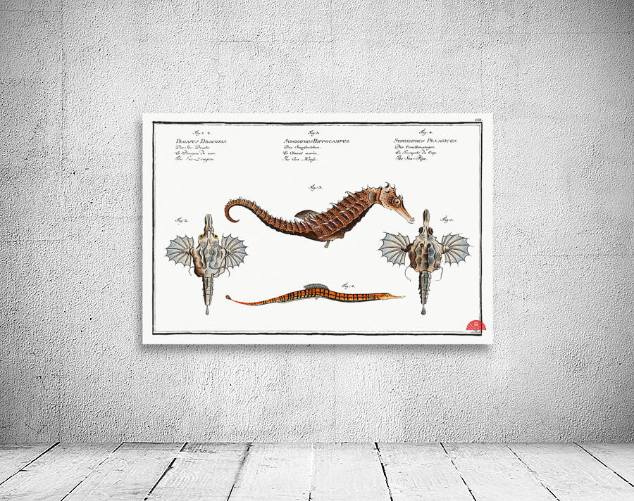 1. 2. Sea Dragon Pegasus Draconis 3. Sea-Horse Syngnathus Hippocampus 4. Sea-Pipe Syngnathus Pelagicus Wall Preview