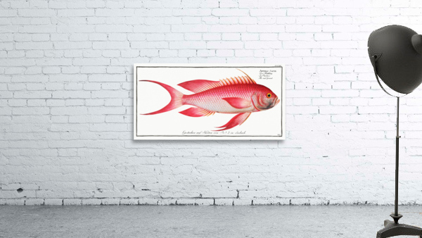 Red Grunt Anthias Sacer Wall Preview